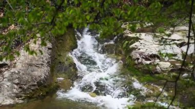 Orman deresi yosunlu kayalar üzerinde. Nehirli, taze, yeşil bir orman. Yüksek kaliteli FullHD görüntüler