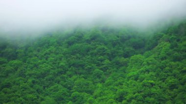 Bereketli sisli orman. Sis ve bulutlarla kaplı yeşil ıslak dağ ormanı. Yüksek kaliteli FullHD görüntüler