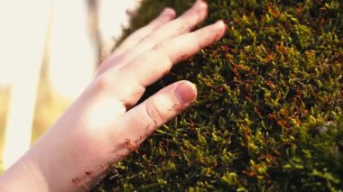 Ormanda el ele tutuşmak. Doğa, çevre çevre konsepti. Yüksek kaliteli FullHD görüntüler