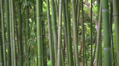 Bambu ormanları. Asya 'da yeşil bambu bitkileri. Japonca ve Zen Estetiği. Yüksek kaliteli FullHD görüntüler