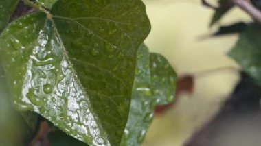 Yeşil yaprak damlacıkları. Bir bitkinin yeşil yaprağına yağmur yağar. Tazelik, rahatlama, hava. Yüksek kaliteli FullHD görüntüler