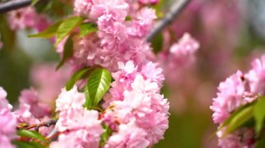Pembe kiraz çiçeği sakura. Ağaçların ve doğanın bahar çiçekleri. Yüksek kaliteli FullHD görüntüler
