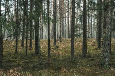 Yazın çam ormanı ve yosun manzarası. Yüksek kalite fotoğraf