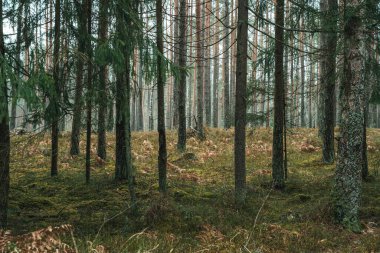 Yazın çam ormanı ve yosun manzarası. Yüksek kalite fotoğraf