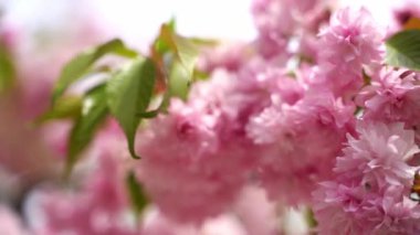 Pembe kiraz çiçeği sakura. Ağaçların ve doğanın bahar çiçekleri. Yüksek kaliteli FullHD görüntüler