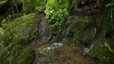 Orman deresi yosunlu kayalar üzerinde. Nehirli, taze, yeşil bir orman. Yüksek kaliteli FullHD görüntüler