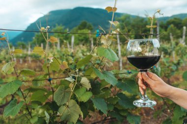 Bir el, bir bardak kırmızı şarabı güneşli bir üzüm bağının manzaralı zemininde tutuyor. Bu canlı yaz sahnesi kırsal kesimde şarap kültürünün zarafetini ve eğlencesini yansıtıyor. Mükemmel.