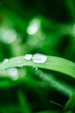 Taze çiy damlalarıyla dolu canlı yeşil çimlerin Macro fotoğrafı. Yakın çekim, çimen yapraklarındaki doğal güzelliği, tazeliği ve narin sabah nemini yakalar. Kavram için ideal