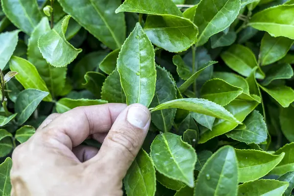 Yeşillik bir çay tarlasının ortasında taze bir çay yaprağını nazikçe tutan bir elin yakın plan görüntüsü. Arka plan, doğayı, tarımı sembolize eden, ekilmiş çay bitkilerinin sıralarını ortaya koyuyor.