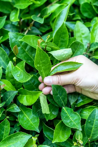 Yeşillik bir çay tarlasının ortasında taze bir çay yaprağını nazikçe tutan bir elin yakın plan görüntüsü. Arka plan, doğayı, tarımı sembolize eden, ekilmiş çay bitkilerinin sıralarını ortaya koyuyor.