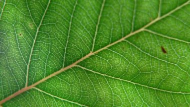 Ayrıntılı damar yapısı ve doğal dokuyu gösteren yeşil bir yaprağın makroyu kapat. Doğayla ilgili projelerde özgeçmiş, ekolojik temalar, botanik çalışmalar veya organik tasarım unsurları için mükemmel.