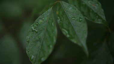 Yeşil bir yaprağın yakın plan bir fotoğrafı belirgin damarları ve yüzeyinde duran hassas yağmur damlaları. Yumuşak, karanlık, karamsar ışıkta yakalanan görüntü doğal dokuları vurguluyor ve...