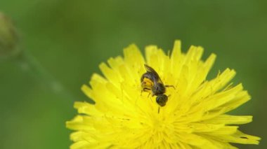 Arı ya da eşekarısı, çiçek açan sarı karahindiba çiçeğinden polen toplarken çekilmiş görüntüleri yakın çekim. Böcek, doğada bir uyum anı sergileyerek yaprakların arasında yavaşça hareket eder.