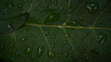 Yeşil bir yaprağın yakın plan bir fotoğrafı belirgin damarları ve yüzeyinde duran hassas yağmur damlaları. Yumuşak, karanlık, karamsar ışıkta yakalanan görüntü doğal dokuları vurguluyor ve...