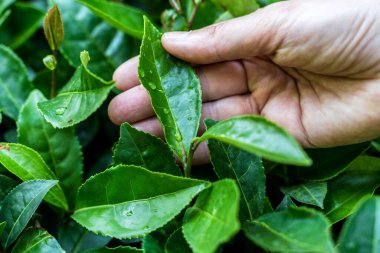 Yeşillik bir çay tarlasının ortasında taze bir çay yaprağını nazikçe tutan bir elin yakın plan görüntüsü. Arka plan, doğayı, tarımı sembolize eden, ekilmiş çay bitkilerinin sıralarını ortaya koyuyor.