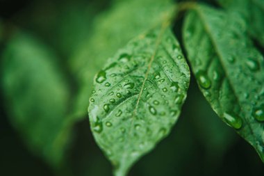 Yeşil bir yaprağın yakın plan bir fotoğrafı belirgin damarları ve yüzeyinde duran hassas yağmur damlaları. Yumuşak, karanlık, karamsar ışıkta yakalanan görüntü doğal dokuları vurguluyor ve...