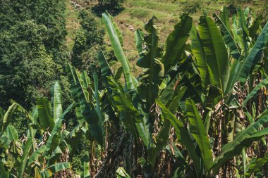 Asya 'da tropikal bir fidanlıkta birbirine yakın büyüyen yemyeşil muz ağaçları. Canlı bir doğa ve tarım gösterisi, sıcak gün ışığında muz bitkilerinin yoğun yeşil yapraklarını sergiliyor.