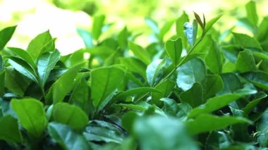 Taze yeşil çay yaprakları yemyeşil bir çay tarlasında güneşin altında güneşleniyorlar. Canlı yeşillik, Asya 'da yetişen doğal tarım, organik tarım ve geleneksel çayın özünü yakalar.