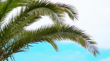 Tropik Palmiye Yaprakları Yaz Rüzgarında Sallanıyor. Yüksek kalite FullHD görüntülü yeşil palmiye dalları açık mavi bir yaz gökyüzüne doğru ılık tropikal esintide yavaşça sallanıyor. Bu sakin doğa.