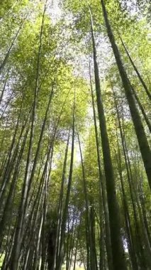Uzun, düz bambu sapları gökyüzüne doğru uzanan yemyeşil bambu koruluğu. Asya 'da bir yerde yakalanan sahne doğal sakinlik ve ahenk yayıyor. Zen, eko-seyahat temalarını çağrıştırıyor.