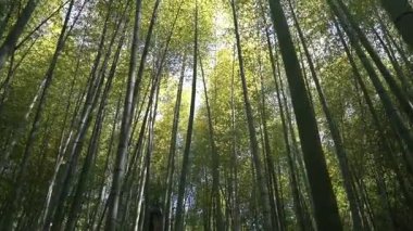 Uzun, düz bambu sapları gökyüzüne doğru uzanan yemyeşil bambu koruluğu. Asya 'da bir yerde yakalanan sahne doğal sakinlik ve ahenk yayıyor. Zen, eko-seyahat temalarını çağrıştırıyor.