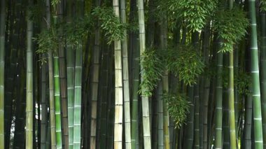 Uzun, düz bambu sapları gökyüzüne doğru uzanan yemyeşil bambu koruluğu. Asya 'da bir yerde yakalanan sahne doğal sakinlik ve ahenk yayıyor. Zen, eko-seyahat temalarını çağrıştırıyor.