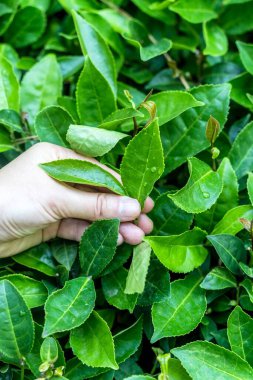 Yeşillik bir çay tarlasının ortasında taze bir çay yaprağını nazikçe tutan bir elin yakın plan görüntüsü. Arka plan, doğayı, tarımı sembolize eden, ekilmiş çay bitkilerinin sıralarını ortaya koyuyor.