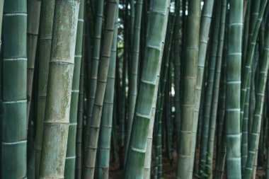 Huzurlu bambu koruluğu sıcak güneş ışığıyla yıkandı. Uzun yeşil saplar yukarıya doğru uzanıyor, sakin, ışık ve gölgelerle dolu doğal bir tünel oluşturuyor. Doğa, seyahat gibi konular için mükemmel bir sahne.