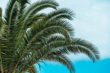 Tropik Palmiye Yaprakları Yaz Rüzgarında Sallanıyor. Bereketli yeşil palmiye dalları ılık tropikal esintide sallanıyor açık mavi bir yaz gökyüzüne karşı. Bu sakin doğa videosu bir şey çağrıştırıyor.