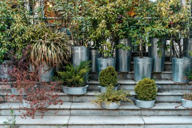 Teras bahçesinde otlar, çalılar ve dekoratif bitkiler klasik alüminyum küvetler, kovalar, havzalar ve fıçılarda yaratıcı bir şekilde düzenlenmiştir. Köy düzeni modern bahçıvanlık eğilimlerini vurguluyor.