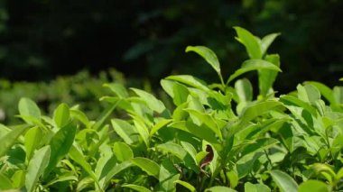 Taze yeşil çay yaprakları yemyeşil bir çay tarlasında güneşin altında güneşleniyorlar. Canlı yeşillik, Asya 'da yetişen doğal tarım, organik tarım ve geleneksel çayın özünü yakalar.