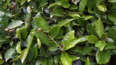 Taze yeşil çay yaprakları yemyeşil bir çay tarlasında güneşin altında güneşleniyorlar. Canlı yeşillik, Asya 'da yetişen doğal tarım, organik tarım ve geleneksel çayın özünü yakalar.