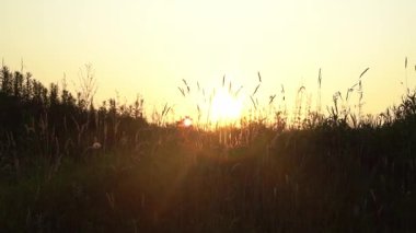 Vahşi çayır otlarının huzurlu videosu yaz günbatımının altın ışığına karşı hafif hafif esen meltemde sallanıyor. Yumuşak arka plan ışığı ve ılık tonlar, sakin, doğal bir güzelliği çağrıştırıyor.