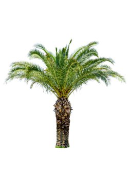 Temiz beyaz arka planda izole edilmiş tropik palmiye ağacı. Grafik tasarımı, web projeleri, reklamcılık, yaz temalı materyaller, seyahat broşürleri ve yaratıcı kompozisyonlar için mükemmel. Kırpılmaya hazır ve