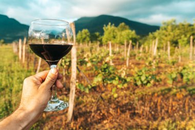Bir el, bir bardak kırmızı şarabı güneşli bir üzüm bağının manzaralı zemininde tutuyor. Bu canlı yaz sahnesi kırsal kesimde şarap kültürünün zarafetini ve eğlencesini yansıtıyor. Mükemmel.