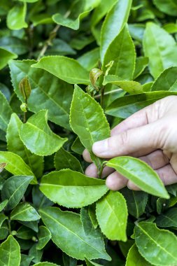 Yeşillik bir çay tarlasının ortasında taze bir çay yaprağını nazikçe tutan bir elin yakın plan görüntüsü. Arka plan, doğayı, tarımı sembolize eden, ekilmiş çay bitkilerinin sıralarını ortaya koyuyor.