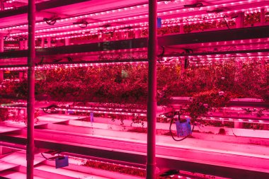 Tarım serası. Hidrofonik büyüme teknolojisi çiftlik bahçesi. Yenilik tarım ve sürdürülebilir tarım kavramı. Yüksek kalite fotoğraf