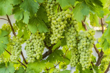 Üzüm bağında yetişen yeşil üzüm kümesinin yakın plan fotoğrafı. Güneş ışığıyla yıkanmış. Görüntü üzümlerin tazeliğini ve zenginliğini, şarap yapımını ve tarımı sembolize ediyor.