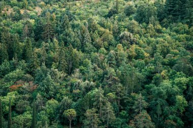 Green Forest Hill Manzarası, yukarıdan. Doğa Arkaplanı. Yüksek kalite fotoğraf