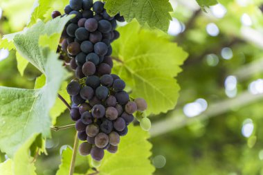 Üzüm bağında yetişen koyu kırmızı üzüm kümesinin yakın plan fotoğrafı. Sıcak güneş ışığıyla zenginleştirilmiş. Üzümlerin derin tonları zenginliği, şarap yapma geleneğini ve güzelliği sembolize eder.