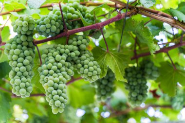 Üzüm bağında yetişen yeşil üzüm kümesinin yakın plan fotoğrafı. Güneş ışığıyla yıkanmış. Görüntü üzümlerin tazeliğini ve zenginliğini, şarap yapımını ve tarımı sembolize ediyor.