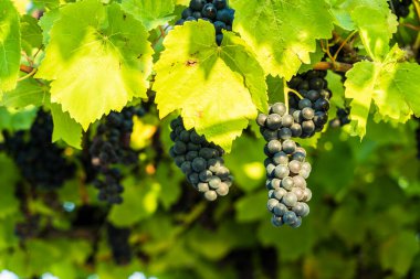 Üzüm bağında yetişen koyu kırmızı üzüm kümesinin yakın plan fotoğrafı. Sıcak güneş ışığıyla zenginleştirilmiş. Üzümlerin derin tonları zenginliği, şarap yapma geleneğini ve güzelliği sembolize eder.