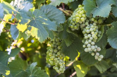 Üzüm bağında yetişen yeşil üzüm kümesinin yakın plan fotoğrafı. Güneş ışığıyla yıkanmış. Görüntü üzümlerin tazeliğini ve zenginliğini, şarap yapımını ve tarımı sembolize ediyor.