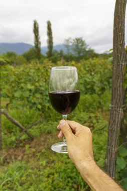 Üzüm bağında el ele tutuşan kırmızı şarap kadehi. Yüksek kalite fotoğraf