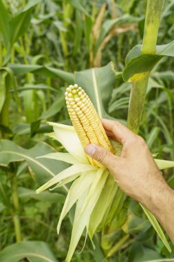 Tarladaki Olgun Mısır Tarlası. Yüksek kalite fotoğraf