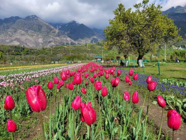 Kashmir, India - April 19 2021 : Landscape of Kashmir bouquet of tulips, Spring season travel or nature landscape sightseeing.