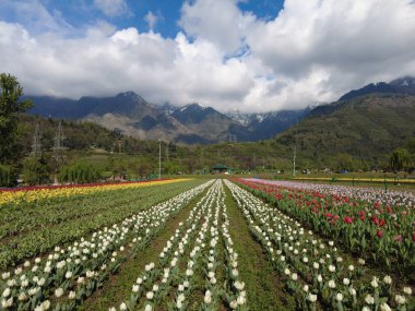 Kashmir, India - April 19 2021 : Landscape of Kashmir bouquet of tulips, Spring season travel or nature landscape sightseeing.