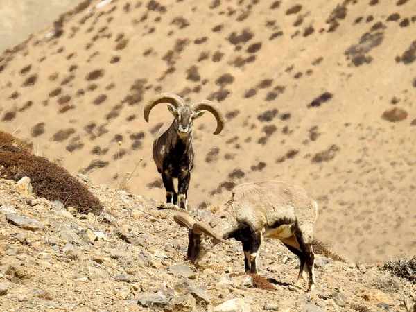 Spiti, Himachal Pradesh, India - April 1st, 2021 : The Bharal (Pseudois nayaur), also called the Helan Shan Blue Sheep, Chinese Blue Sheep, Himalayan Blue Sheep or Naur.