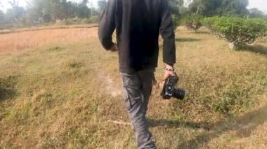 Güneşli bir günde kamerayla tarlalarda dolaşıyorum. Assam, Hindistan