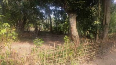 Güzel, parlak bir günde ağaçların arasında fotoğraf çekerken çekilmiş bir video..